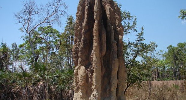 Králem savany jsou termiti