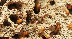 Nejstarší stavitelé: Termiti nejsou mravenci