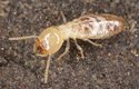 Termiti jsou jednou z nejstarších skupin hmyzu