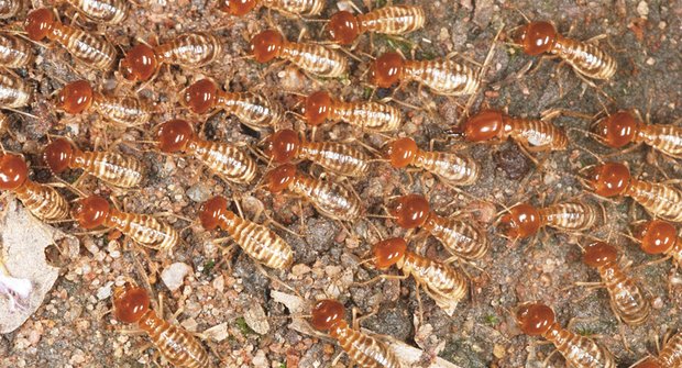 Slepí stavitelé: Záhada termitího myšlení
