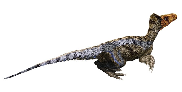 Malý křídový teropod Dromaeosaurus vážil asi 15 kg