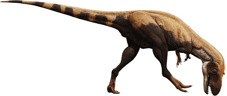 Velký křídový teropod Gorgosaurus vážil necelé tři tuny