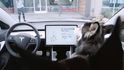 Tesla Dog Mode