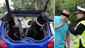 Budou se teď řidiči vymlouvat na své psy? (Ilustrační foto)