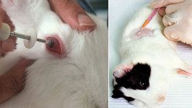 Testování kosmetiky na zvířatech je v EU zakázáno deset let. Ve zbytku světa ale přetrvává