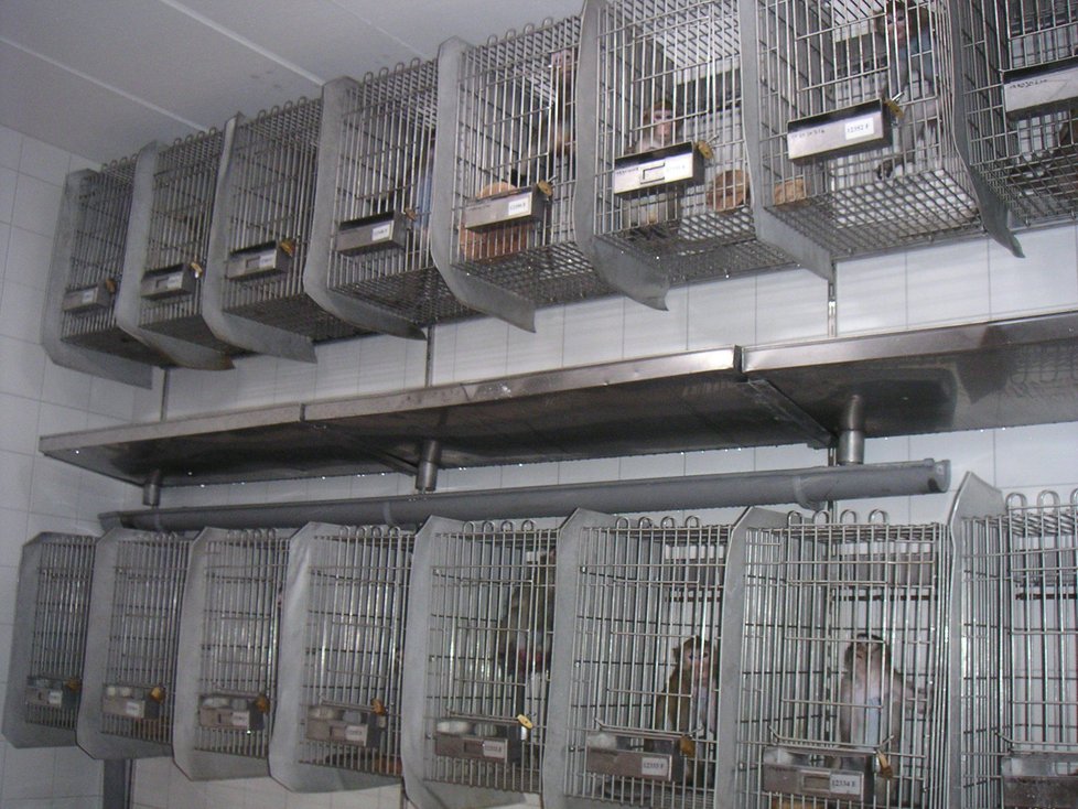 Testování kosmetiky na zvířatech je v EU zakázáno deset let. Ve zbytku světa ale přetrvává