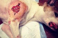 Krutý módní trend: V New Yorku museli zakázat tetování zvířat!