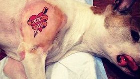 Ve státě New York zakázali tetování domácích mazlíčků 