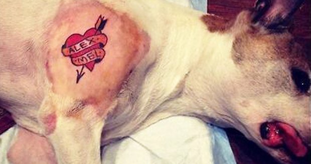 Ve státě New York zakázali tetování domácích mazlíčků 