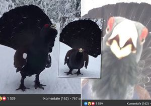Lyžařka na Šumavě natočila jedinečné záběry: Klovnul mě tetřev hlušec