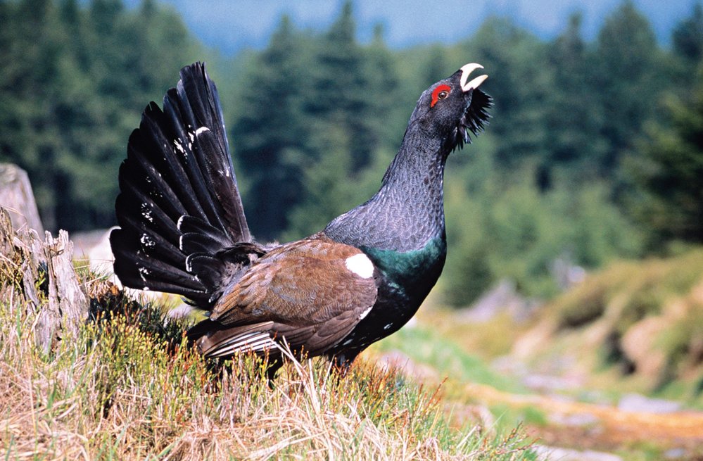 Tetřev hlušec (Tetrao urogallus) se jinde než na Šumavě nerozmnožuje