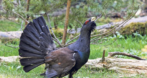 Kriticky ohrožené tetřevy odchovávají v Beskydech. Nyní vypustili do přírody 16 ptáků.