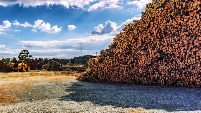 Za poslední rok dřevo podražilo o 250 procent, a burziánům tak vyneslo například 3,5násobek průměrného ročního zisku světového akciového trhu.