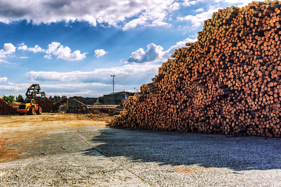 České dřevo putuje ve velkém do Číny