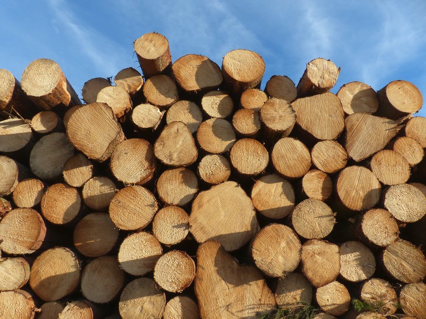 České dřevo putuje ve velkém do Číny