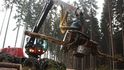 Těžba dřeva Těžba dřeva