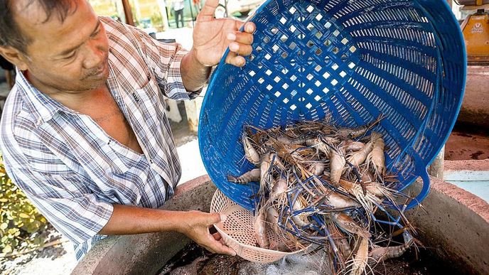 Těžké ztráty. Úbytek krevet zasáhl celý hlavní produkční region v Asii. Například Thajci očekávají,
že vývoz těchto mořských plodů ze země letos klesne
meziročně o polovinu.