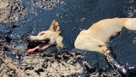 Toulavý pes se v Thajsku málem utopil v asfaltu. Lidé ho vyprostili s pomocí bagru a dali mu jméno.