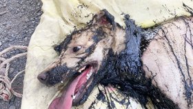 Toulavý pes se v Thajsku málem utopil v asfaltu. Lidé ho vyprostili s pomocí bagru a dali mu jméno.