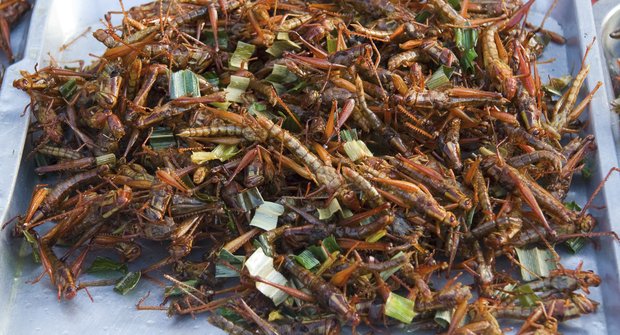 Výprava na hmyzí farmu do Vietnamu