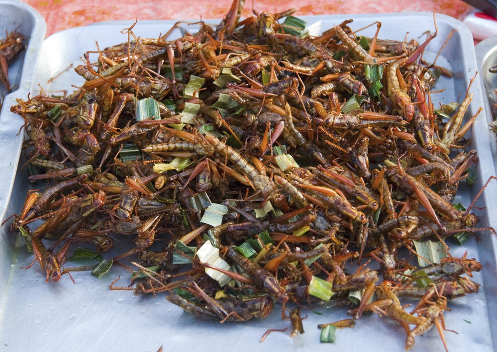 Kobylky na talíři v Thajsku