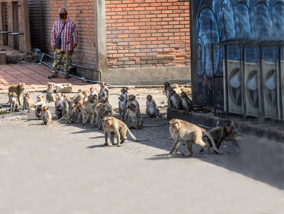 V ulicích Lopburi teď  vládnou makakové.