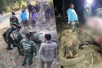 Pytláci do slona nastříleli 43 kulek: Ochránci se ho měsíc snažili zachránit, marně