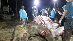 V Thajsku marně zachraňovali slona se 43 kulkami v těle. Zemřel při tom i jeden ze správců parku.