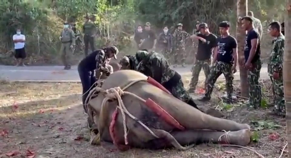 V Thajsku marně zachraňovali slona se 43 kulkami v těle. Zemřel při tom i jeden ze správců parku.