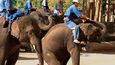 Trénink slonů účinkujících v show začíná kolem jejich čtvrtého roku.