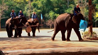 Thajský National Elephant Institute: Domov sloních umělců
