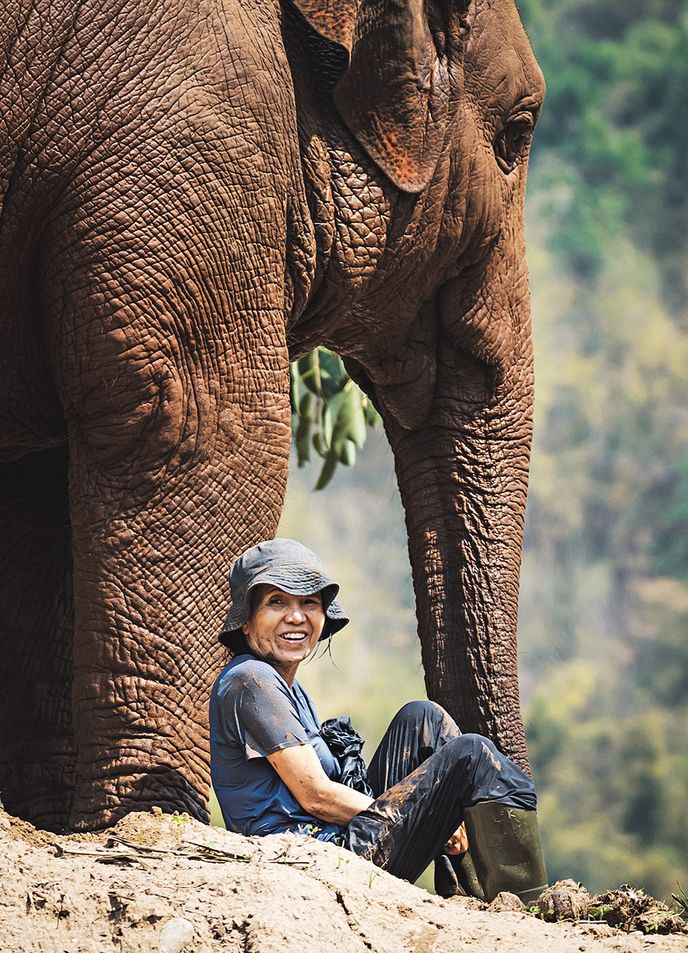 Chci slony vysvobodit ze systému dřiny a utrpení Chci slony vysvobodit ze systému dřiny a utrpení