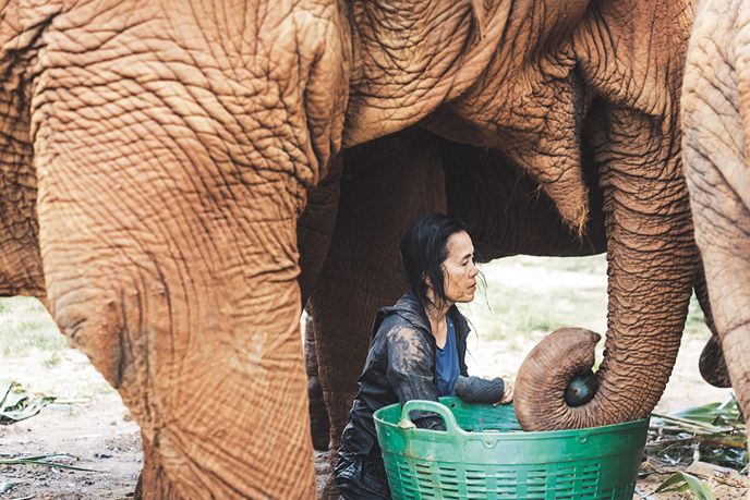 Snažíme se slony odnaučit některé triky, které je naučili v zábavních parcích. Třeba stavět se na zadní. Kvůli jejich hmotnosti je to velmi škodlivé pro jejich klouby. Snažíme se slony odnaučit některé triky, které je naučili v zábavních parcích. Třeba stavět se na zadní. Kvůli jejich hmotnosti je to velmi škodlivé pro jejich klouby.