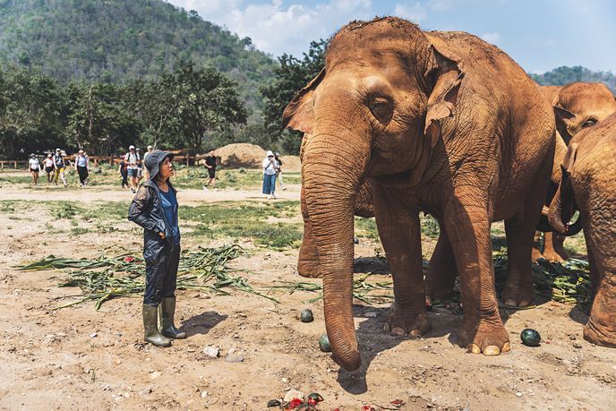 Předně pomáháme těm slonům, kteří jsou na tom nejhůř. Bývají staří, chromí či slepí. Pro člověka dřeli i 80 let, zaslouží si odpočinek. Předně pomáháme těm slonům, kteří jsou na tom nejhůř. Bývají staří, chromí či slepí. Pro člověka dřeli i 80 let, zaslouží si odpočinek.