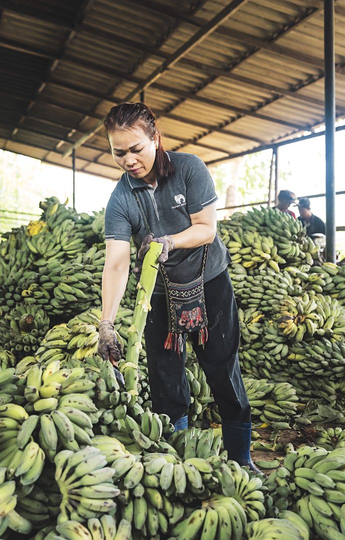 Máme několik dobrovolnických programů, jejich součástí je třeba příprava krmení Máme několik dobrovolnických programů, jejich součástí je třeba příprava krmení