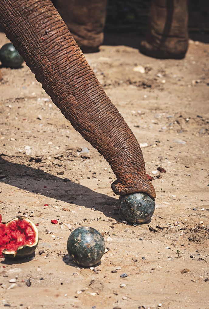 Každý den u nás sloni spotřebují asi dvě tuny melounů Každý den u nás sloni spotřebují asi dvě tuny melounů