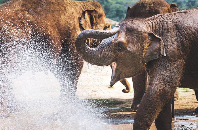 Tohle slůně se k nám dostalo ještě v lůně své březí matky Tohle slůně se k nám dostalo ještě v lůně své březí matky