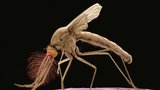 Hygienici varují: Nakažení komáři postupují jižní Moravou! Pomáháme jim šířit smrtící virus