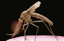 Nebezpeční komáři v Česku: Zavlekli sem cizokrajné nemoci