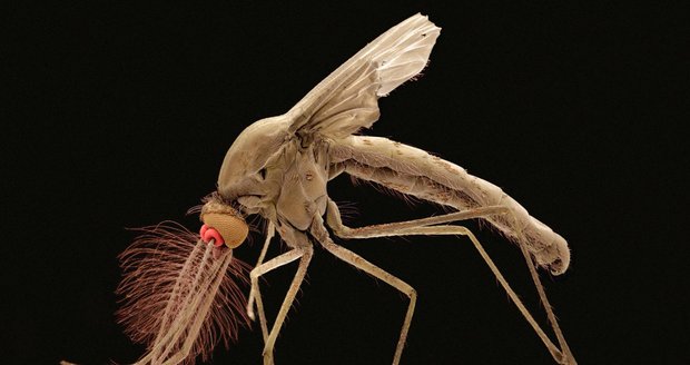 Onemocnění přenáší komár rodu Culex.