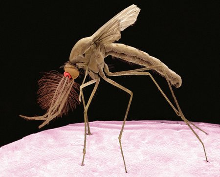 Komár rodu Culex.