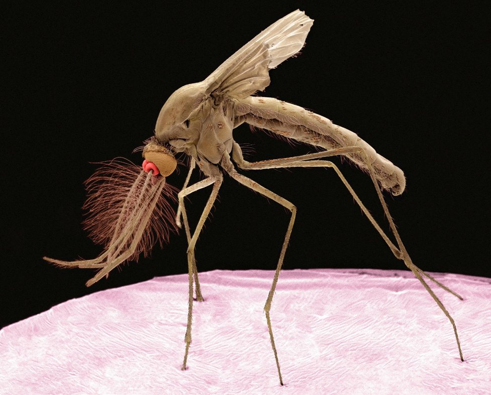 Komár pisklavý, který přenáší virus západonilské horečky.