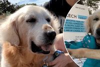 Umírajícího psa nechal majitel na parkovišti: Nová rodina mu dopřála poslední měsíce plné lásky