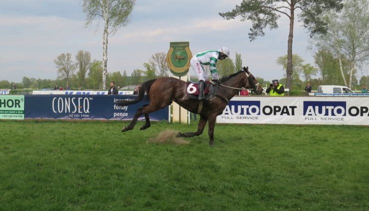 Kůň Theophilos (DK iSport-Váňa) dobíhá s Janem Kratochvílem v sedle pro suverénní vítězství v Prvomájové steeplechase v Lysé nad Labem