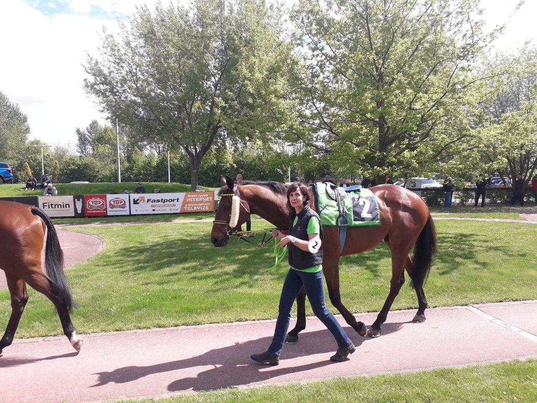 Theophilos před kvalifikací na Velkou pardubickou