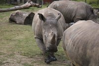 Nosorožci v ohrožení: Jihoafrický soud povolil obchod s rohy