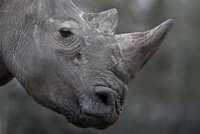 V evropské zoo poprvé útočili pytláci: Zavraždili nosorožce Bruna!