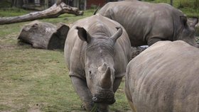 Jihoafrický Ústavní soud: S nosorožčími rohy se může obchodovat.