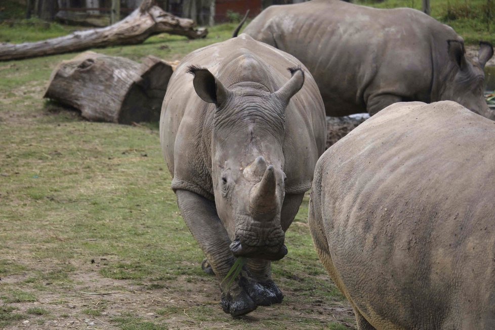 Nosorožce Bruna z francouzské zoo zavraždili pytláci.