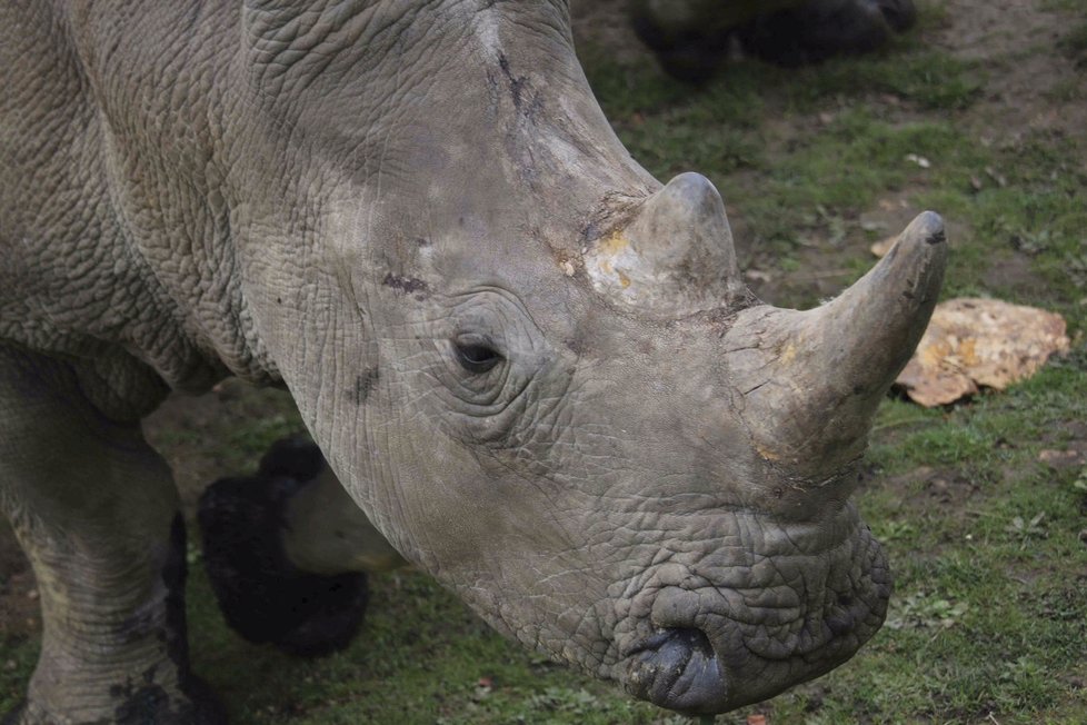 Nosorožce Bruna z francouzské zoo zavraždili pytláci.